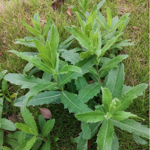 河南新鲜现挖七七菜带根小蓟