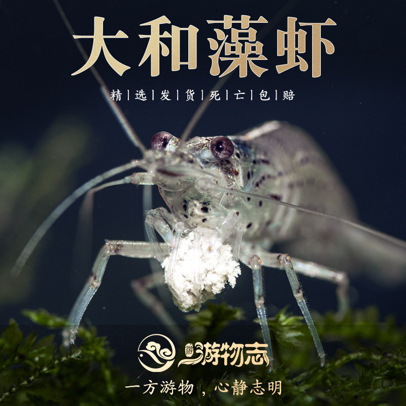大和藻虾热带虾大和大河沼虾工具虾观赏虾除藻清洁大号淡水虾饲料