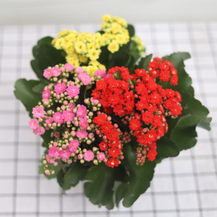 长寿花盆栽大花老桩重瓣四季 好养易活绿植室内阳台金狐狸长寿花卉