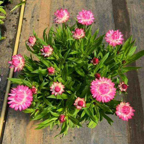 麦秆菊盆栽带花苞四季开花易爆盆好养庭院阳台露台多年生草本花卉