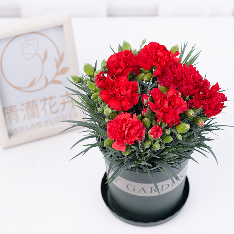 康乃馨室内阳台四季开花好养易活