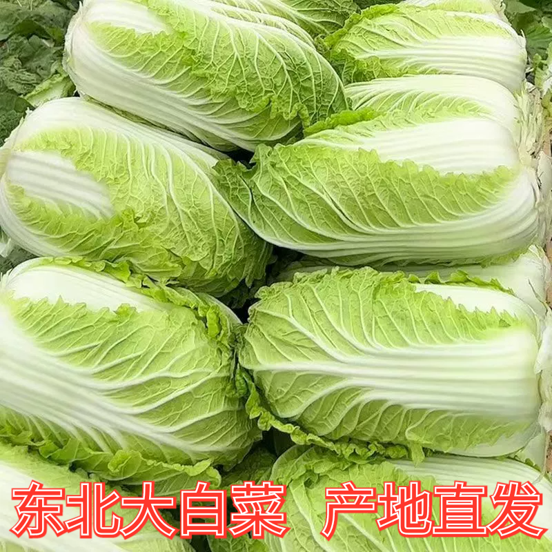 北方新鲜沈阳黄心大白菜农户种植小青菜可做辣白菜酸菜包黄心菜