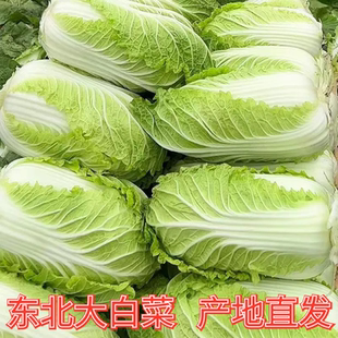 北方新鲜沈阳发货黄心大白菜农户种植小青菜可做辣白菜腌酸菜包饭