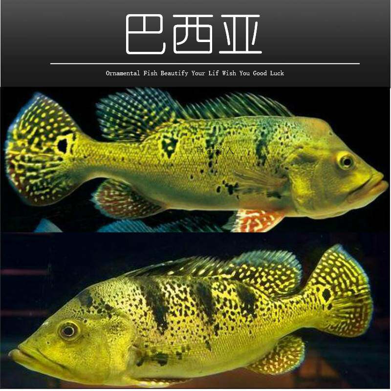 巴西亚鱼苗活体帝王三间三间鱼蓝帆五间申古三间起头巴西亚大型