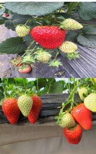 2025秋季裸根不带土山点水草莓香甜草莓品种盆栽苗脱毒苗阳台庭院