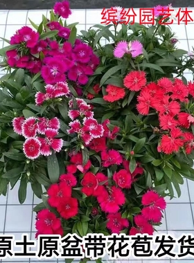 五彩石竹花苗耐寒耐热蜜桃派石竹盆栽易活庭院带花苞开花不断四季