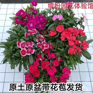 五彩石竹花苗耐寒耐热蜜桃派石竹盆栽易活庭院带花苞开花不断四季