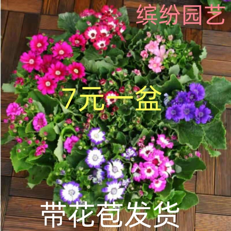 瓜叶菊盆栽带花苞四季开花室内耐寒室外植物花卉冬季年宵花包邮