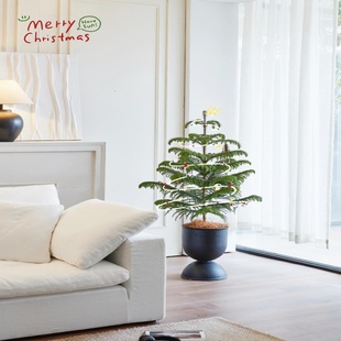 圣诞树南洋杉盆栽客厅阳台室内外好养绿植节日氛围感植物四季 常青