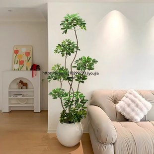 造型鸭脚木盆栽大型室内客厅好养绿植花办公室植物鸭掌木净化空气