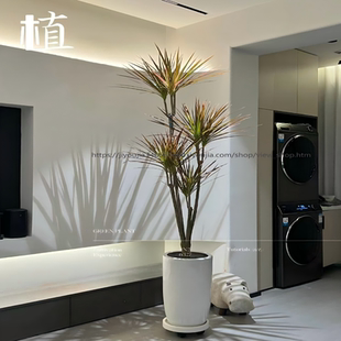 千年木盆栽大型室内绿植马尾铁客厅阳台办公室花卉好养植物龙血树