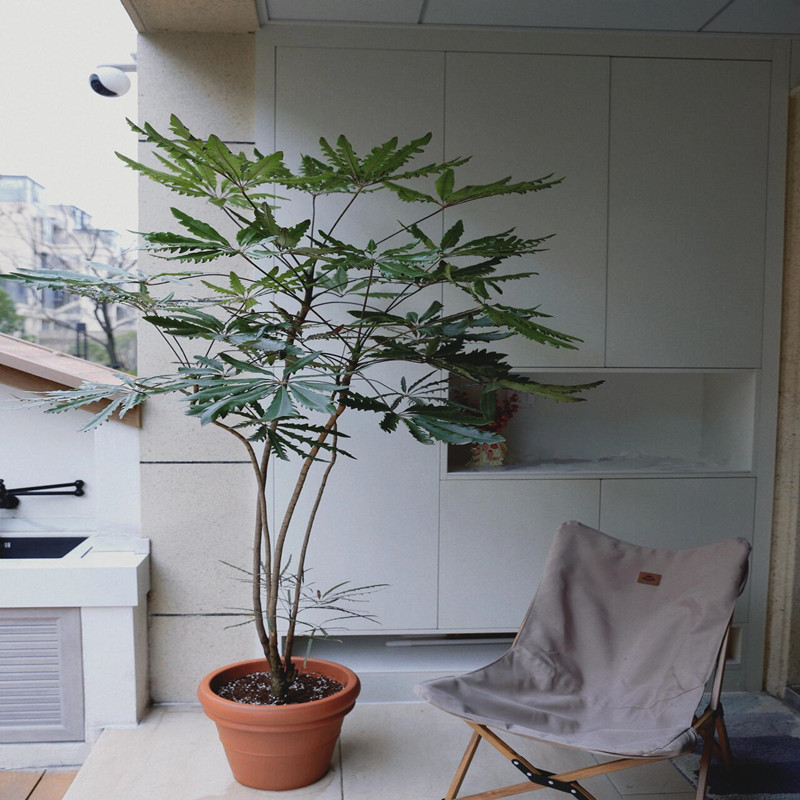 造型孔雀木盆栽大型绿植室内客厅植物好养植物办公室盆景净化空气