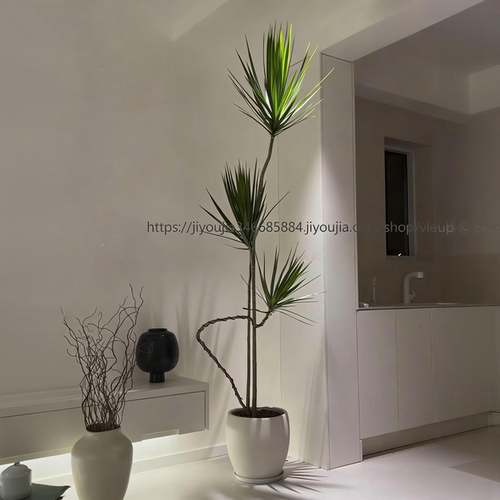 绿叶叶千年木养死包赔简约奶油风