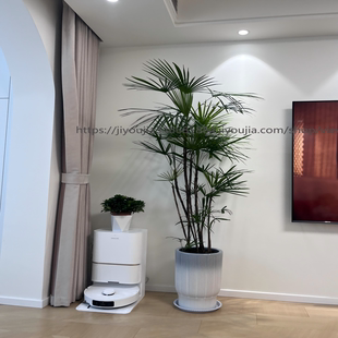 金山棕竹盆栽老桩室内外客厅阳台大型植物净化空气除甲醛好养绿植