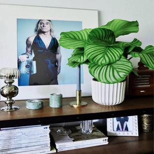 竹芋青苹果盆栽室内好养绿植客厅办公室桌面植物四季常青净化空气