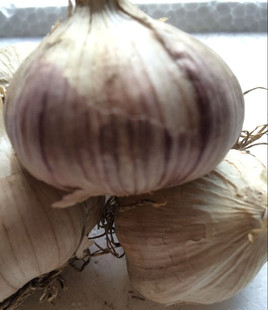 东北本地大蒜新蒜阿城特产四六瓣紫皮蒜红蒜非南方蒜蒜种栽子蒜头