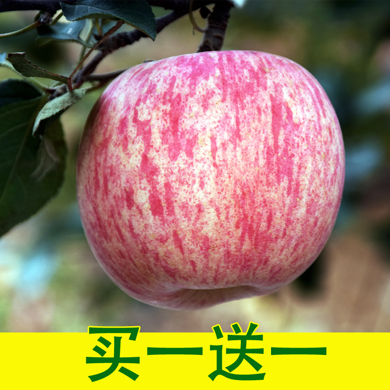 山东烟台富士苹果10斤包邮新鲜条纹栖霞红富士85#烟台苹果5斤一箱