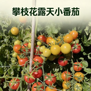 现摘现发攀枝花新鲜露天小番茄水果西红柿老品种生吃番茄