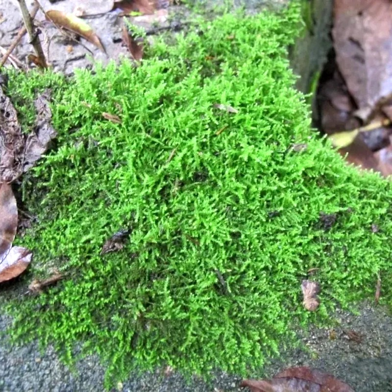 小羽藓雨林景观缸草缸水陆缸造景盆栽铺面室内植物四季常绿好加湿