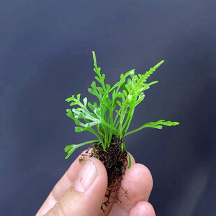 原生种小蕨类迷你盆栽微景观造景好养小铁角蕨水陆缸假山石爬宠缸