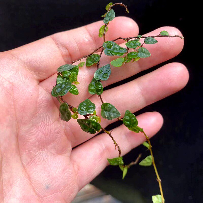 小叶薜荔爬藤闷养耐湿微景观水陆缸植物雨林缸造景素材迷你藤蔓