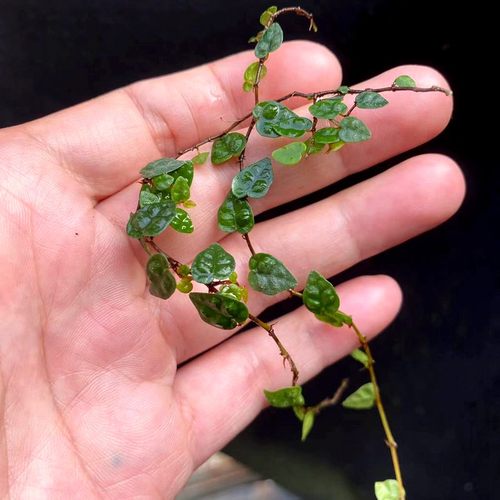 迷你藤蔓小叶薜荔微景观闷养