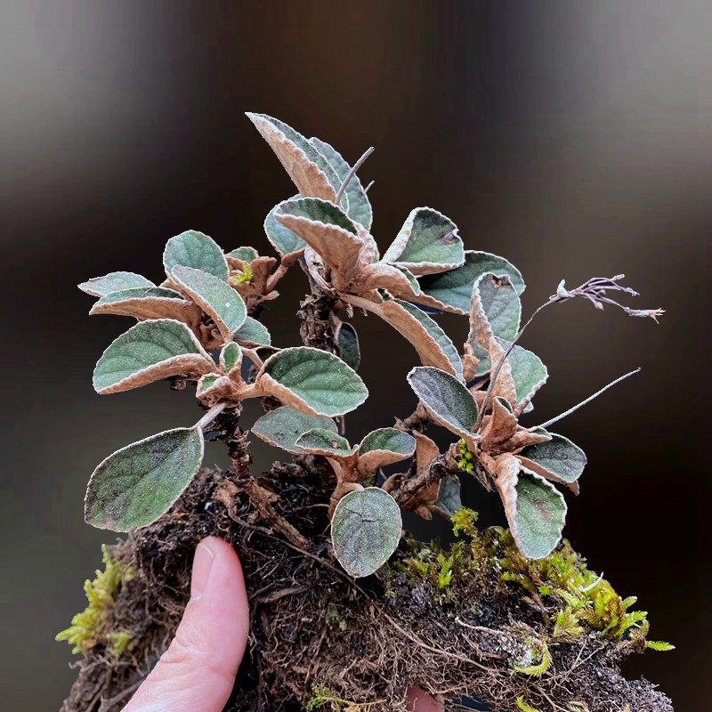 粗筒苣苔雨林缸造景轻奢植物室内除甲醛桌面盆栽水陆缸绿化kjt