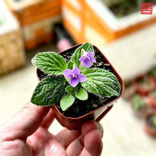 迷你植物旋蒴苣苔好养易开花