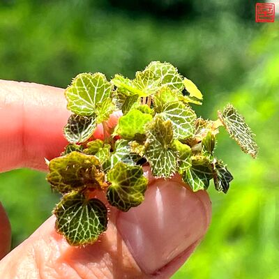 迷你观叶植物微景观DIY造景景观瓶矮种小型虎耳草拇指盆栽好养