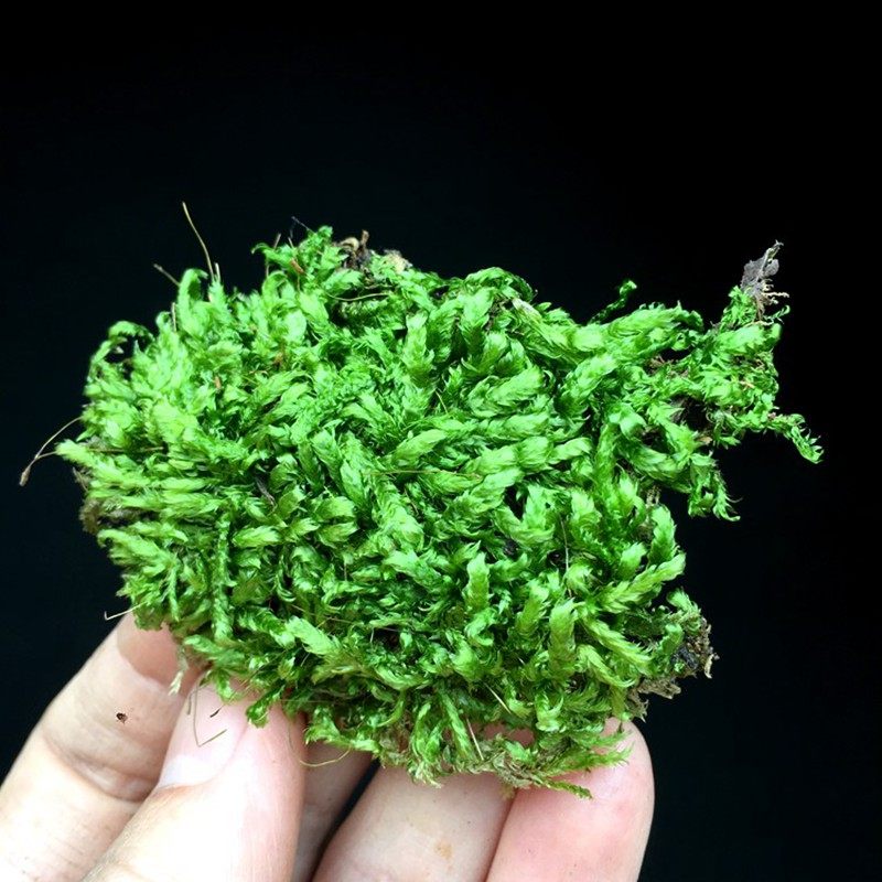 油藓有光泽苔藓微景观盆栽铺面雨林缸水陆缸造景素材假山石好养