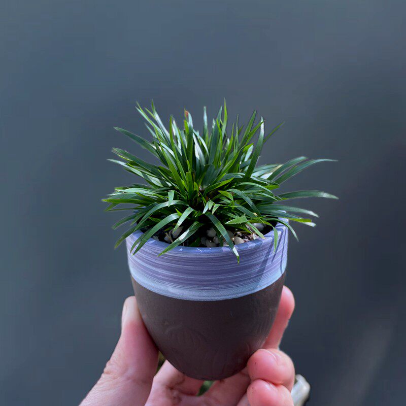小型菖蒲水陆缸造景素材雨林缸水岸植物室内桌面盆栽四季好养花卉