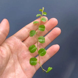圆叶爬藤原生种薜荔微景观水陆缸藤类植物雨林缸造景室内好养绿植