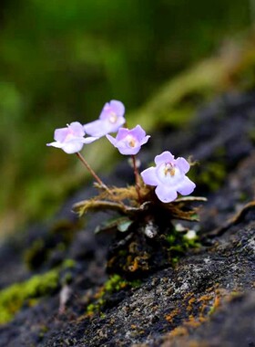苦苣苔多花好养室内盆栽造景素材