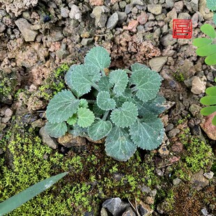 点地梅观叶观花水陆缸diy素材室内桌面盆栽四季好养景观造景