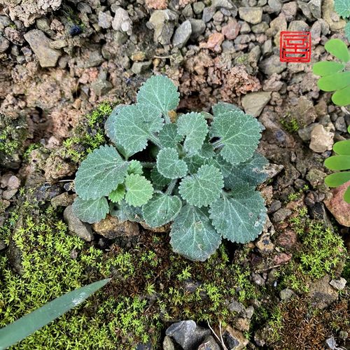 点地梅水陆缸DIY盆栽四季好养