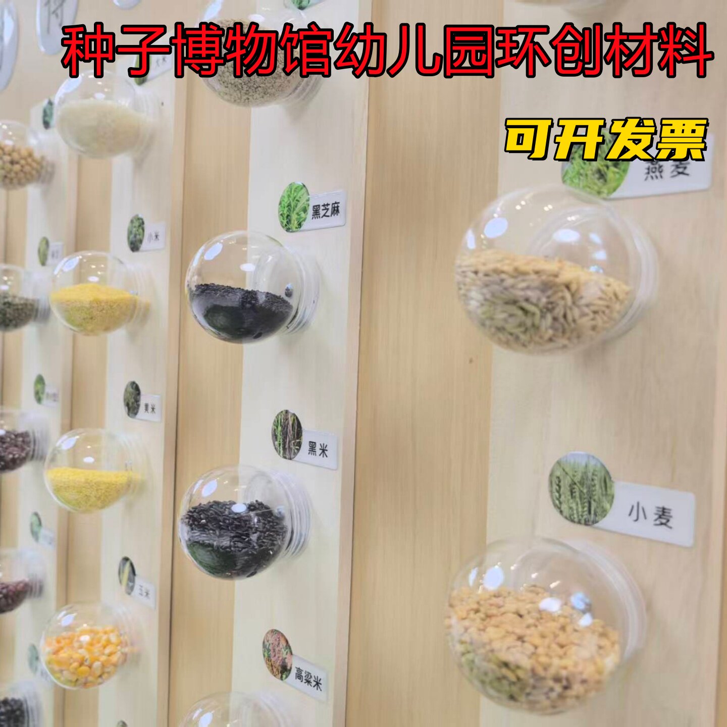 幼儿园环创种子标本透明展示盒教室自然区儿童科普标本展示塑料球