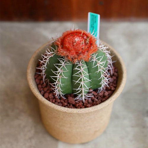 魔云实生仙人球云类开花好养盆栽