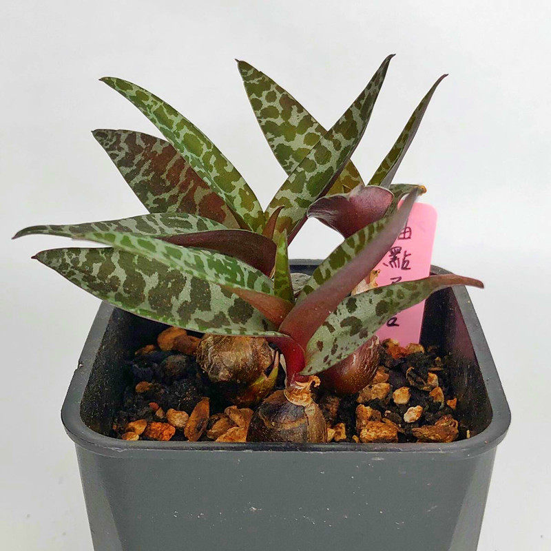 油点百合锦块根好养活多肉植物盆栽室内新手稀有品种防辐射肉肉花