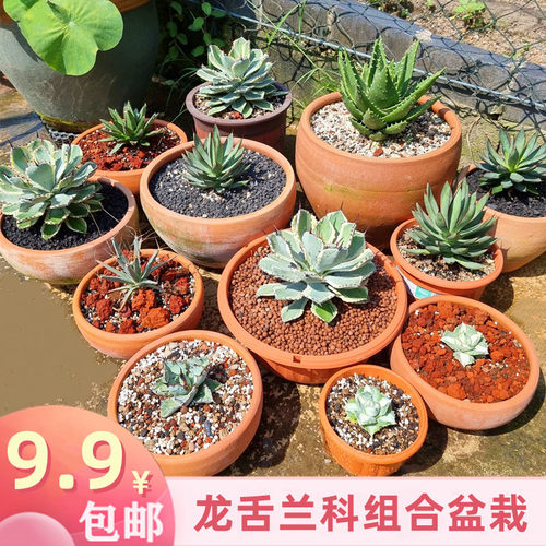 龙舌兰多肉植物组合盆栽