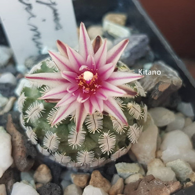 海胆 仙人球稀有趴刺不扎手开花娇丽属Turbinicarpus pulcherimus