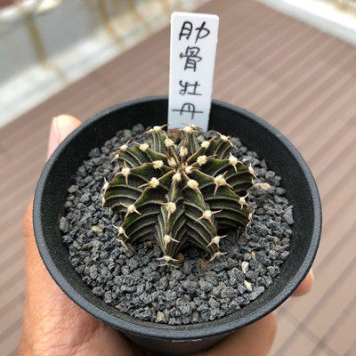 实生肋骨牡丹杂仙人球仙人掌盆栽