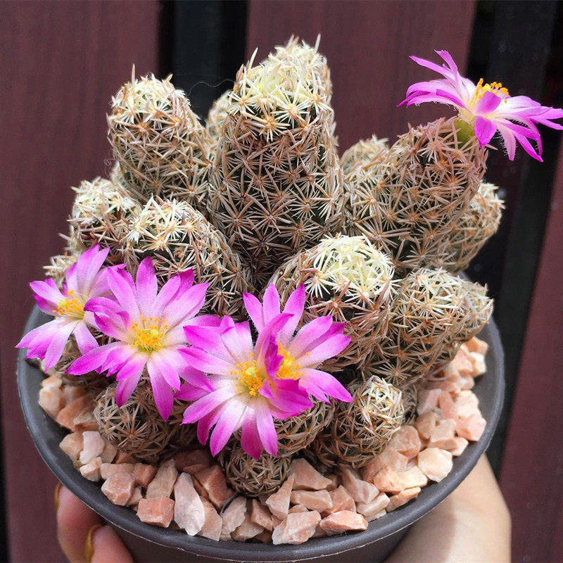 紫王子escobaria minima 开紫色花仙人球松球属室内桌面多肉植物