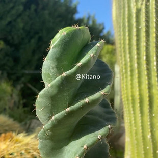 龙卷风螺旋天轮柱仙人球仙人柱多肉植物办公室室内盆栽简约风北欧