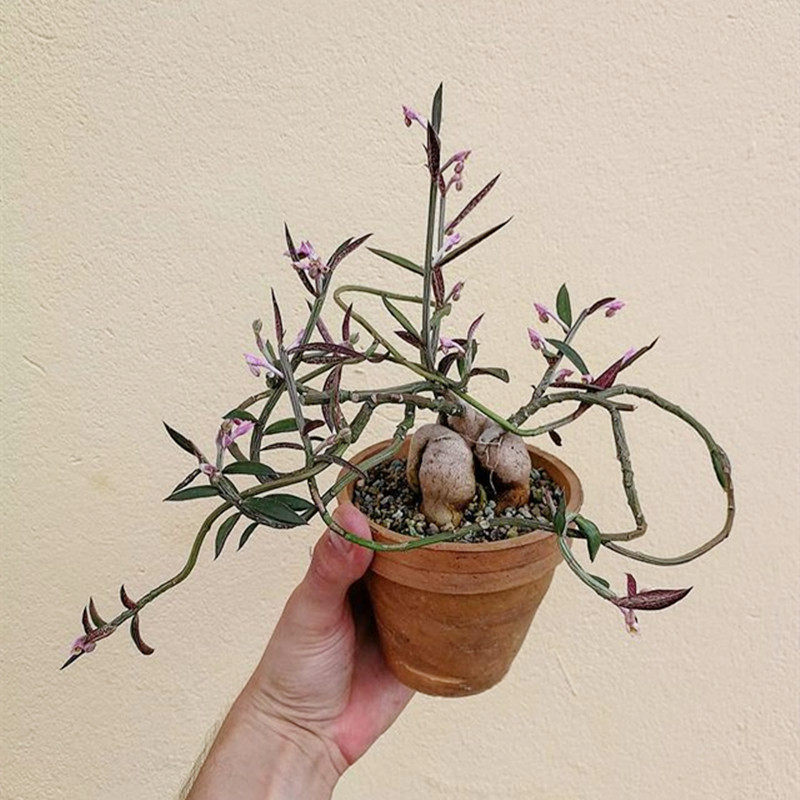 人参大戟多肉植物 办公室桌面防辐射小盆栽大戟科块根花卉