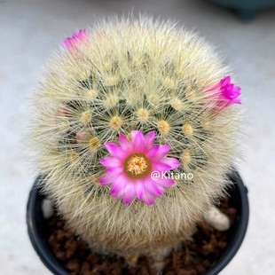 嘉文丸仙人球实生单头群生乳突属粉花红花复色室内桌面小盆栽