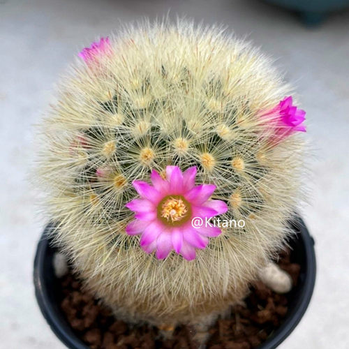 嘉文丸仙人球实生单头开花