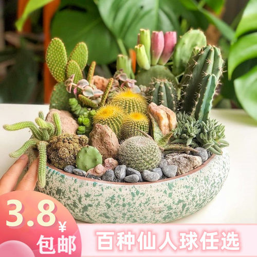 仙人球实生组合套餐多肉植物盆栽室内仙人掌开花花卉大颗新手肉肉 - 封面