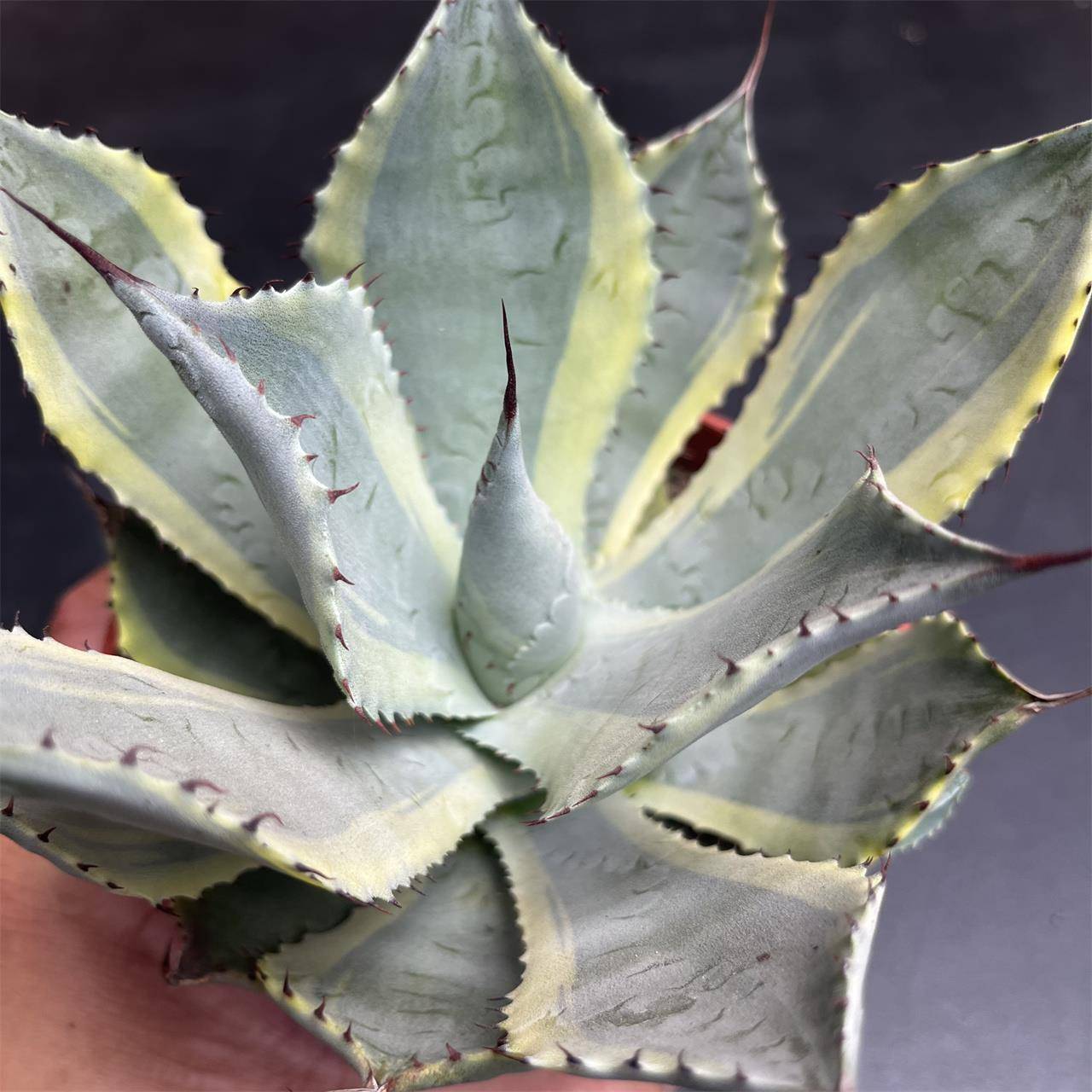 山寨雷神龙舌兰大型造景景观盆栽耐旱耐晒室外花卉绿植多肉植物