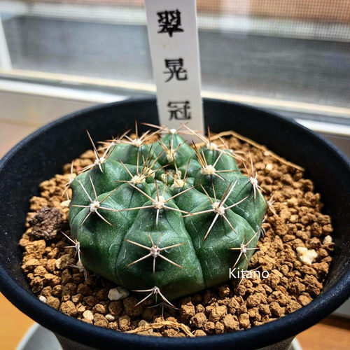 实生翠晃冠仙人球 开花多肉绿植花卉盆栽沙生耐旱好养裸鄂仙人掌