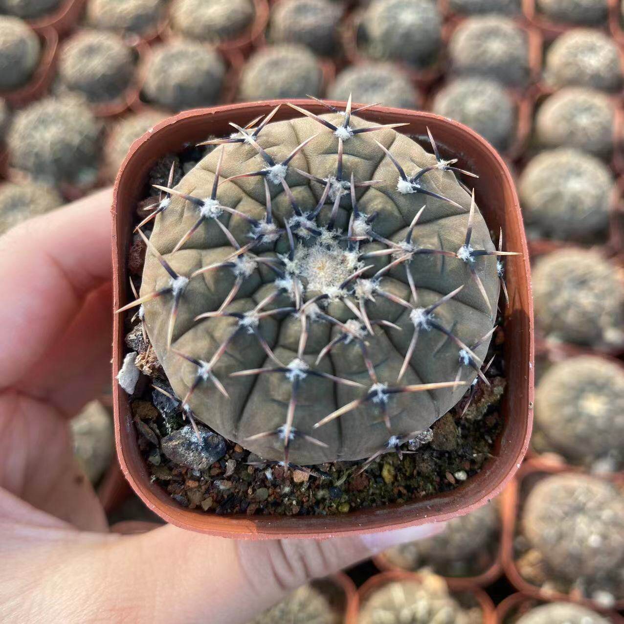 怪龙丸仙人球实生仙人掌植物盆栽室内花卉好养活肉肉怪龙王新手花